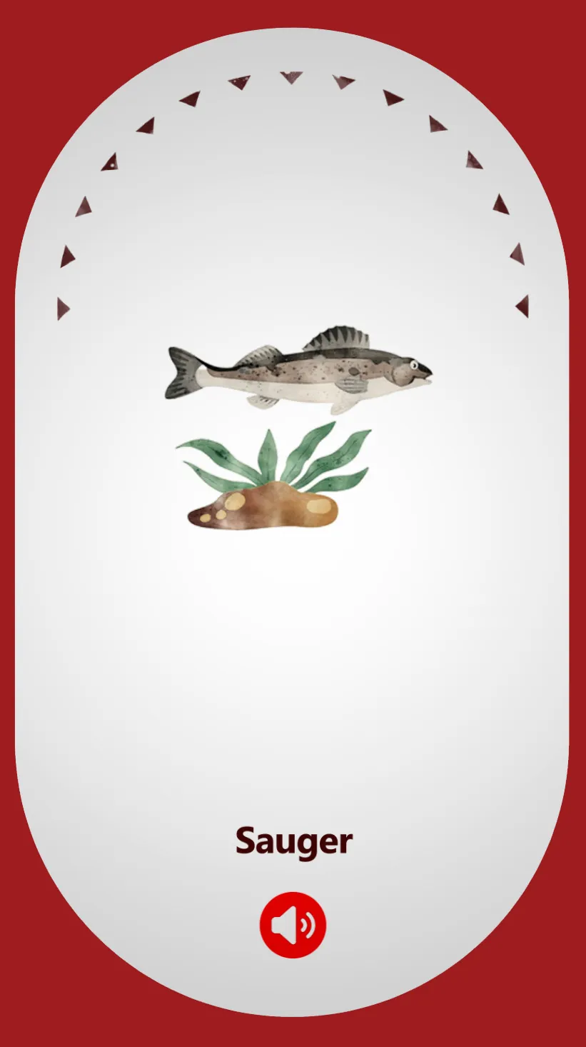 Sauger