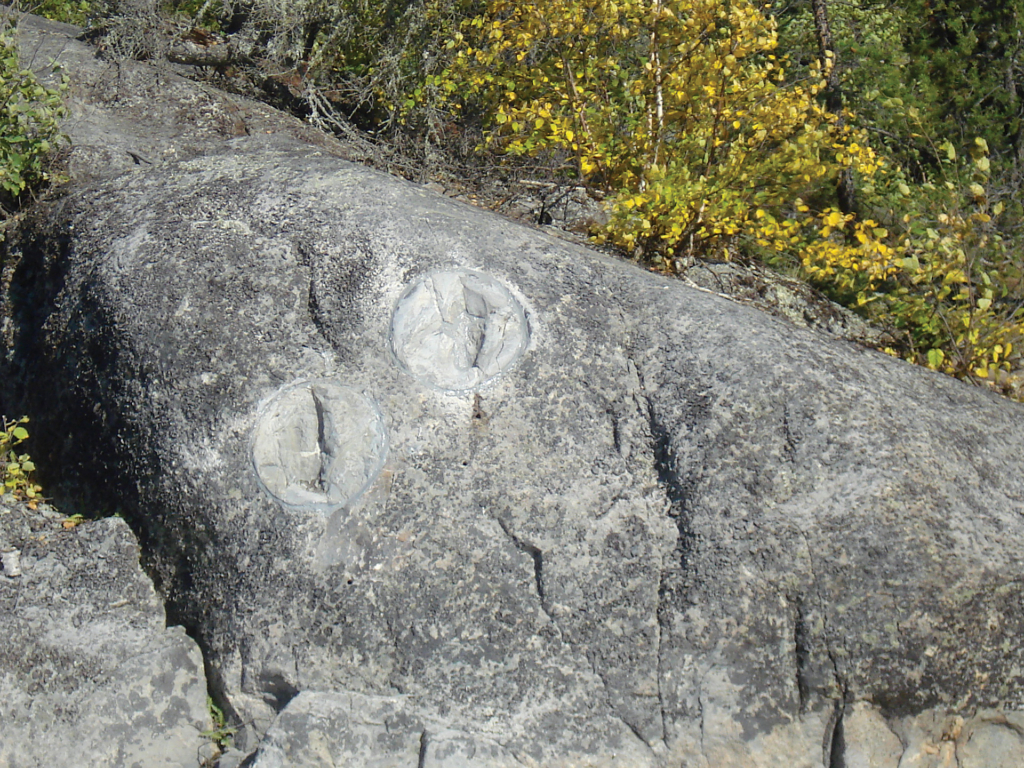 Footprints fossilized in rock
