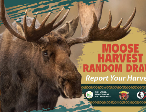 Annual Moose Harvest Random Draws