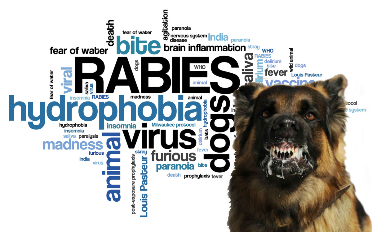 Rabies fact sheet nisichawayasihk cree nation